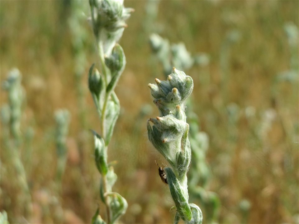 Ausgewachsenes Acker-Filzkraut (Filago arvensis) in Hockenheim