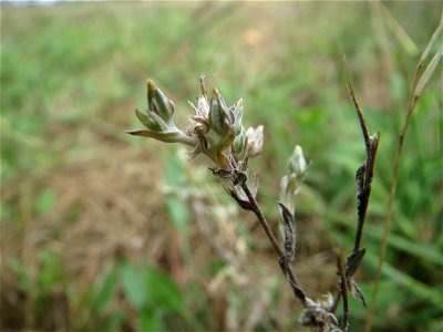 Acker-Filzkraut (Filago arvensis) in Hockenheim