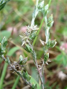 Acker-Filzkraut (Filago arvensis) in Hockenheim