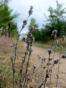 Das seltene Acker-Filzkraut (Filago arvensis) im Schwetzinger Hardt - es gedeiht nur an warmen, trockenen und nährstoffarmen Standorten