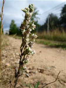 Das seltene Acker-Filzkraut (Filago arvensis) im Schwetzinger Hardt - es gedeiht nur an warmen, trockenen und nährstoffarmen Standorten
