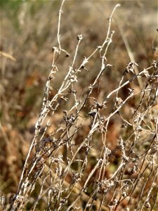 Mumienbotanik: Das seltene Acker-Filzkraut (Filago arvensis) im Schwetzinger Hardt - es gedeiht nur an warmen, trockenen und nährstoffarmen Standorten