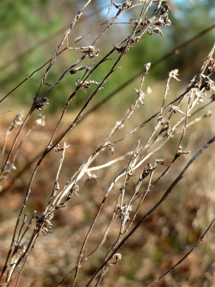 Mumienbotanik: Das seltene Acker-Filzkraut (Filago arvensis) im Schwetzinger Hardt - es gedeiht nur an warmen, trockenen und nährstoffarmen Standorten