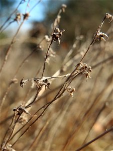 Mumienbotanik: Das seltene Acker-Filzkraut (Filago arvensis) im Schwetzinger Hardt - es gedeiht nur an warmen, trockenen und nährstoffarmen Standorten