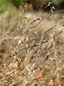 Mumienbotanik: Das seltene Acker-Filzkraut (Filago arvensis) im Schwetzinger Hardt - es gedeiht nur an warmen, trockenen und nährstoffarmen Standorten