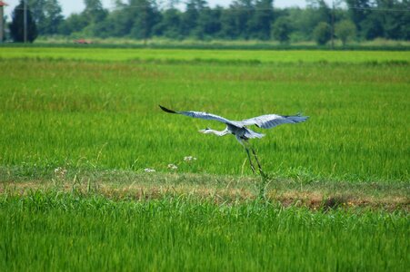Nature paddies fly