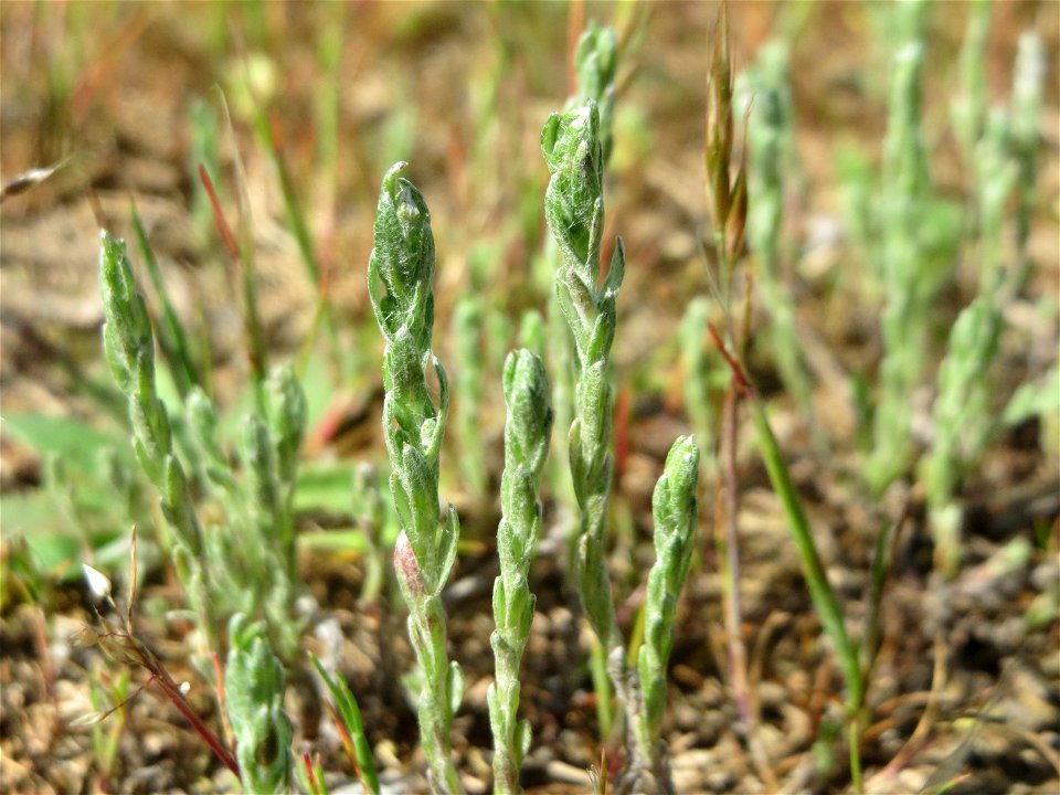 Das seltene Acker-Filzkraut (Filago arvensis) auf einer Parkplatzwiese in Hockenheim
