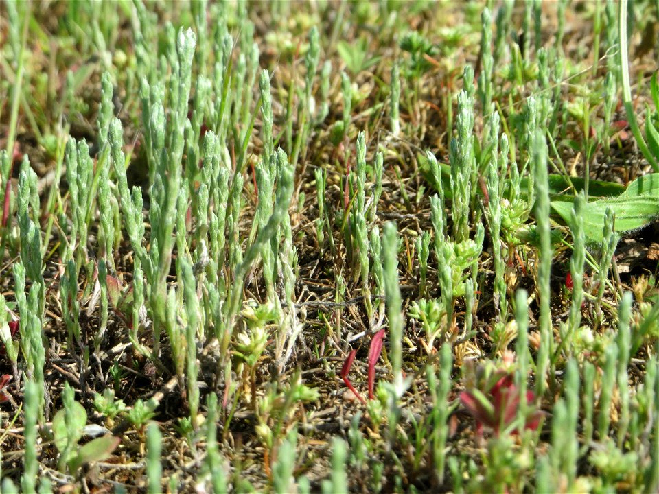 Das seltene Acker-Filzkraut (Filago arvensis) auf einer Parkplatzwiese in Hockenheim