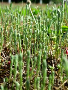 Das seltene Acker-Filzkraut (Filago arvensis) auf einer Parkplatzwiese in Hockenheim