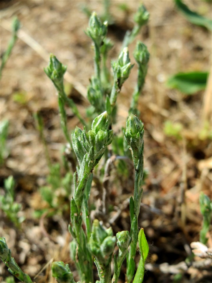 Das seltene Acker-Filzkraut (Filago arvensis) auf einer Parkplatzwiese in Hockenheim