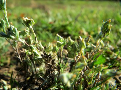 Das seltene Acker-Filzkraut (Filago arvensis) auf einer Parkplatz-Wiese in Hockenheim - an diesem Standort recht häufig