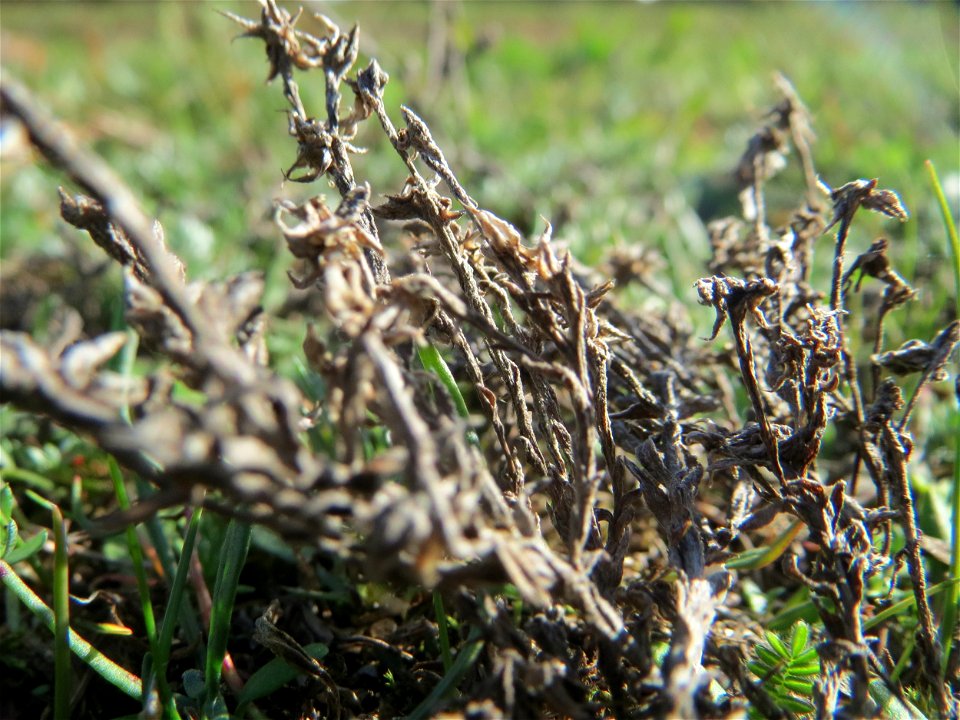 Das seltene Acker-Filzkraut (Filago arvensis) auf einer Parkplatz-Wiese in Hockenheim - an diesem Standort recht häufig