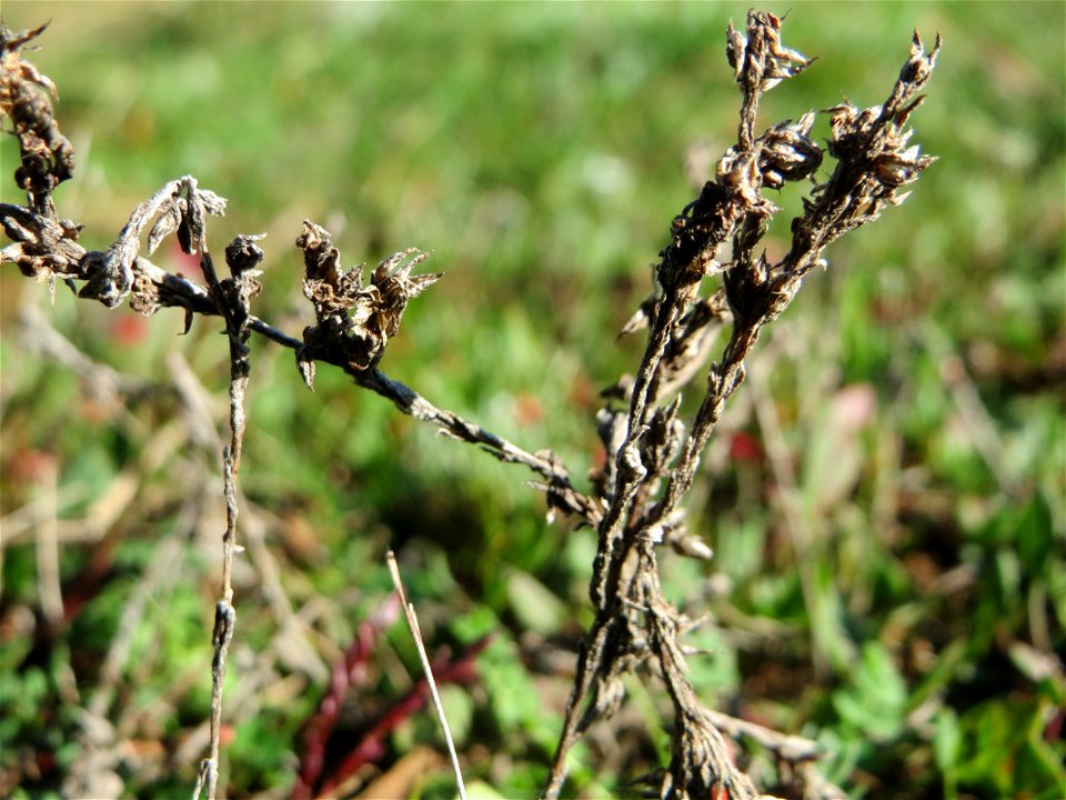 Das seltene Acker-Filzkraut (Filago arvensis) auf einer Parkplatz-Wiese in Hockenheim - an diesem Standort recht häufig
