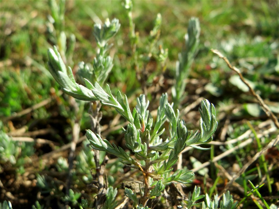 Das seltene Acker-Filzkraut (Filago arvensis) auf einer Parkplatz-Wiese in Hockenheim - an diesem Standort recht häufig