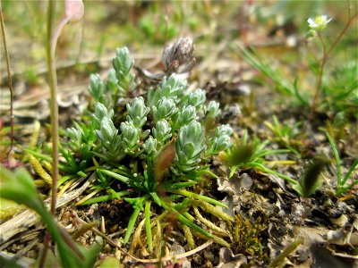 Das seltene Acker-Filzkraut (Filago arvensis) auf einer Parkplatz-Wiese in Hockenheim - gegenwärtig noch im ganz jungen Zustand und leicht zu übersehen. Der einzige Standort in der Stadt, hier aber in