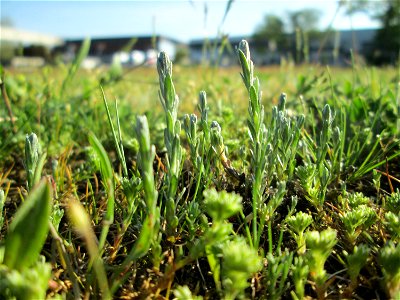 Das seltene Acker-Filzkraut (Filago arvensis) auf einer Parkplatz-Wiese in Hockenheim - gegenwärtig noch im ganz jungen Zustand und leicht zu übersehen. Der einzige Standort in der Stadt, hier aber in