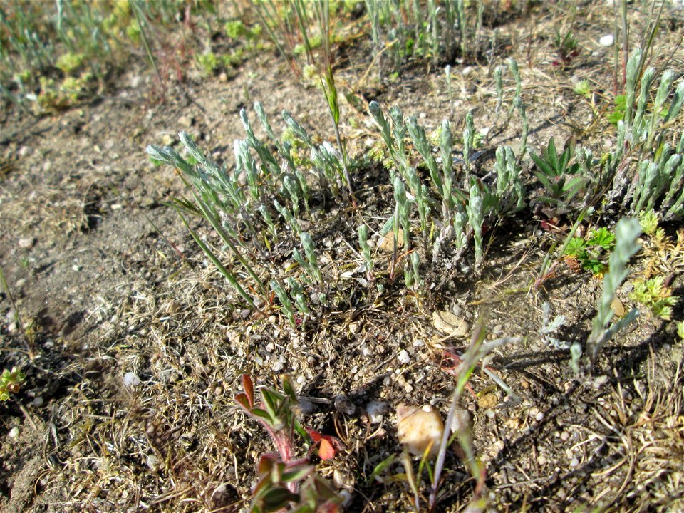 Das seltene Acker-Filzkraut (Filago arvensis) auf einer Parkplatzwiese in Hockenheim