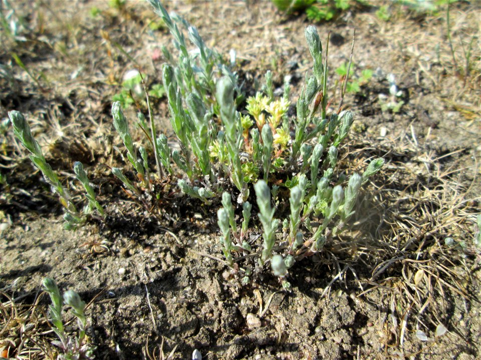 Das seltene Acker-Filzkraut (Filago arvensis) auf einer Parkplatzwiese in Hockenheim