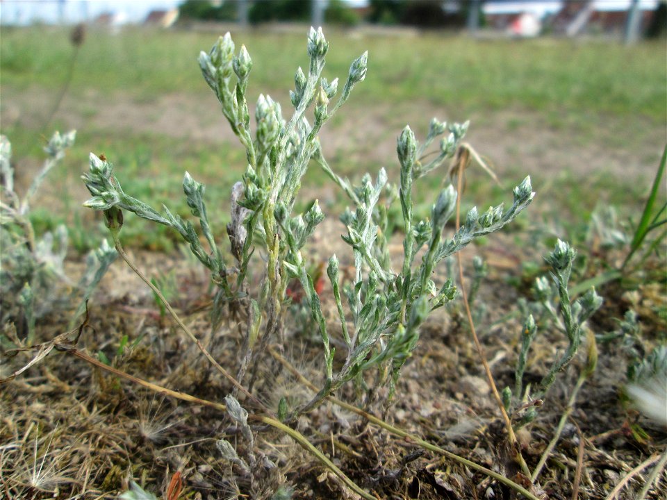 Acker-Filzkraut (Filago arvensis) auf einer Parkplatzwiese in Hockenheim
