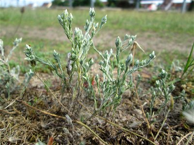 Acker-Filzkraut (Filago arvensis) auf einer Parkplatzwiese in Hockenheim