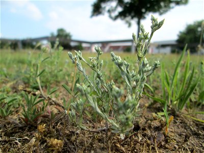 Acker-Filzkraut (Filago arvensis) auf einer Parkplatzwiese in Hockenheim