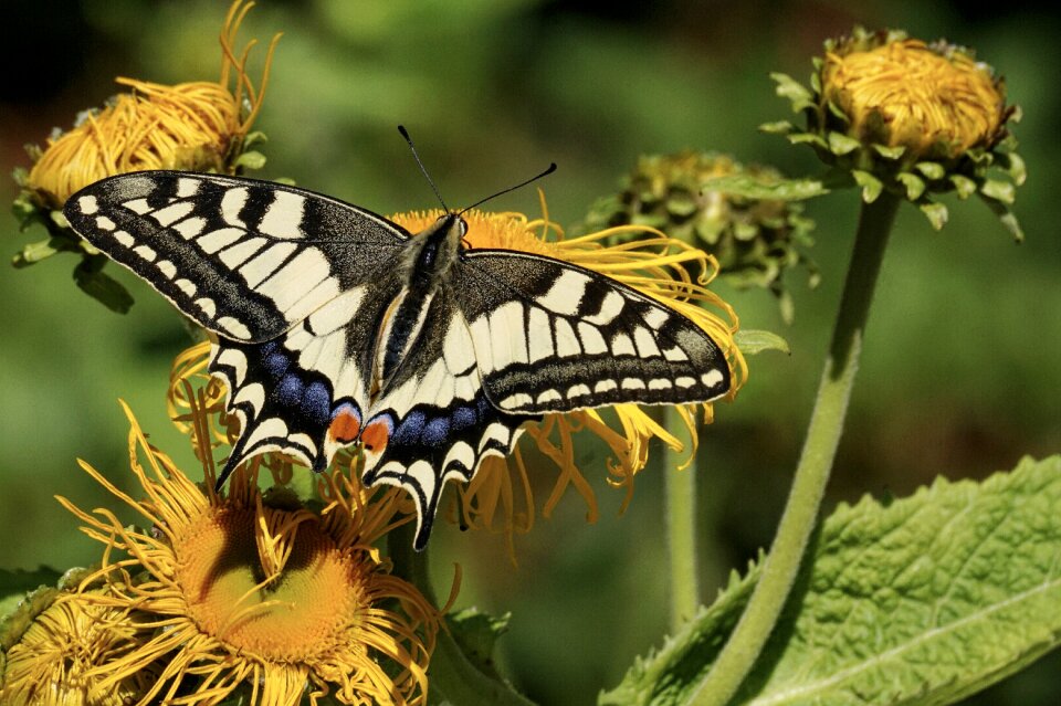 Insect wing animal world