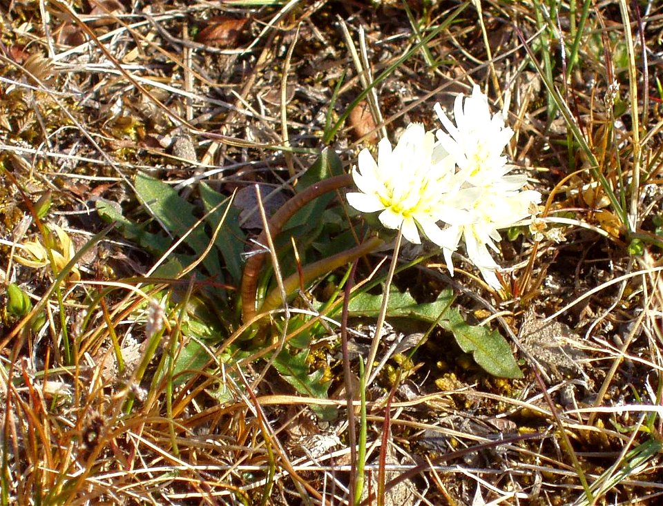 Polar Dandelion Longyearbyen, Svalbard