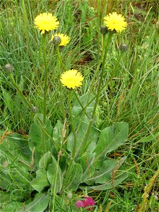 Hypochaeris maculata