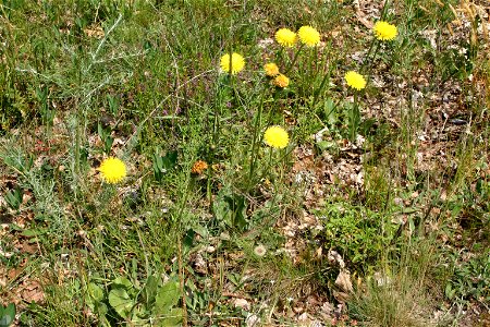 Hypochaeris maculata