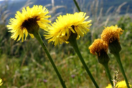 Hypochaeris maculata