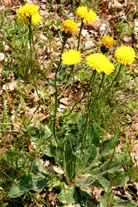 Hypochaeris maculata