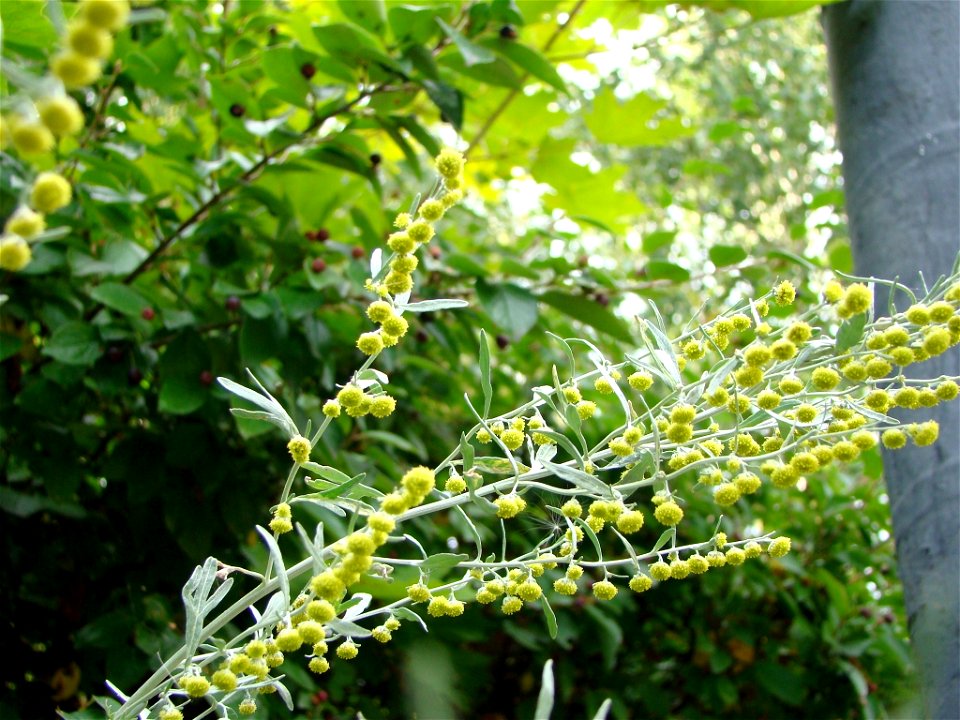 Artemisia sieversiana