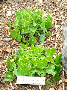 Senecio tropaeolifolius specimen in the University of California Botanical Garden, Berkeley, California, USA. photo