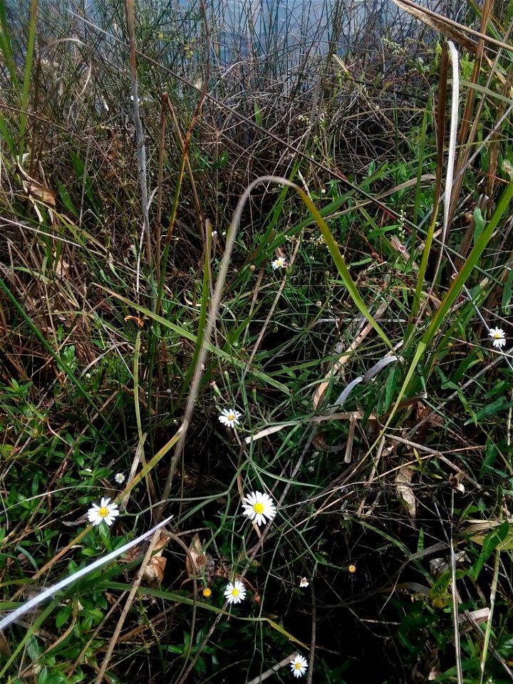 Perennial Saltmarsh Aster (Symphyotrichum tenuifolium)