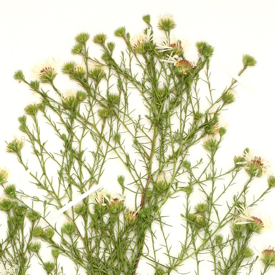 Inflorescence of a Symphyotrichum porteri specimen collected 3 August 2018, Parker, Elbert County, Colorado, US.