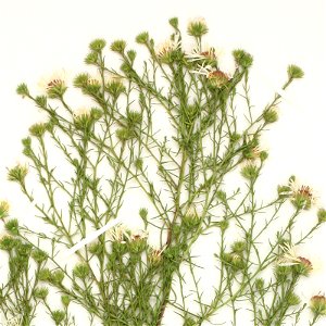 Inflorescence of a Symphyotrichum porteri specimen collected 3 August 2018, Parker, Elbert County, Colorado, US.