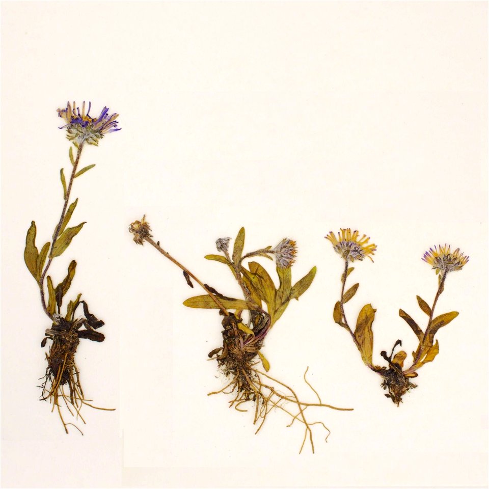 Cropped from Symphyotrichum pygmaeum specimen collected 16 July 2008 from Victoria Island, Kitikmeot Region, Nunavut, Canada, at 20-30 m elevation. Stored at Université de Montréal Biodiversity Centre