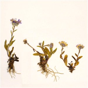 Cropped from Symphyotrichum pygmaeum specimen collected 16 July 2008 from Victoria Island, Kitikmeot Region, Nunavut, Canada, at 20-30 m elevation. Stored at Université de Montréal Biodiversity Centre
