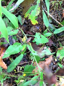 manyray aster (Symphyotrichum anomalum) photo