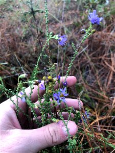 Walter's Aster (Symphyotrichum walteri)