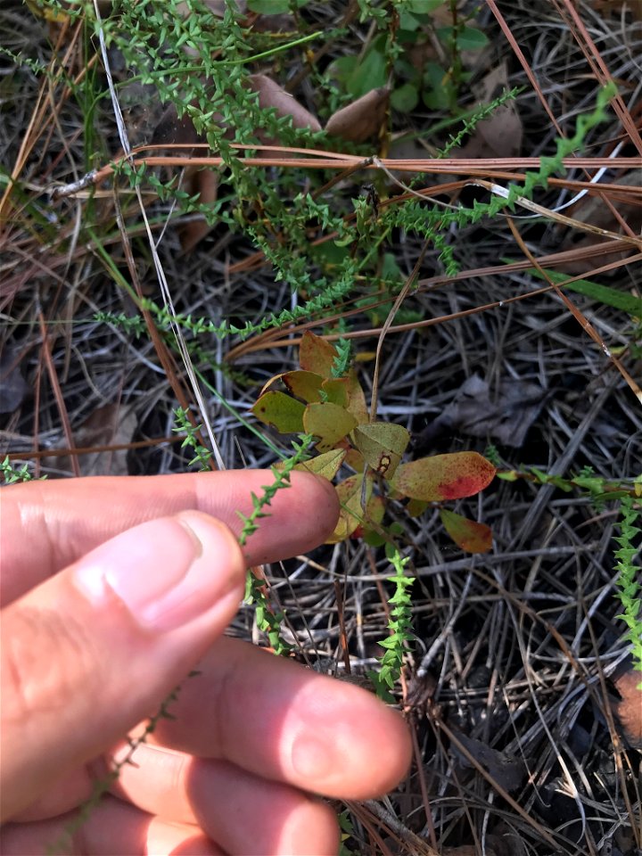 Walter's Aster (Symphyotrichum walteri)
