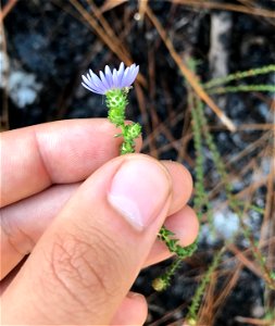 Walter's Aster (Symphyotrichum walteri)
