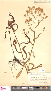 Symphyotrichum graminifolium herbarium specimen L3030201. Collected 
Location: South America > Paraguay 
Locality: Paraguaria Centralis: In regione lacus Ypacaray
Date: 1 April 1913
Collector: E. H