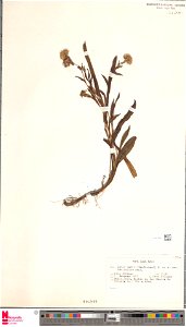 Symphyotrichum peteroanum herbarium specimen (as Aster vahlii var. latifolius). Chile, Prov. Biobio in der Sierra de Polcura, 1 February 1972.