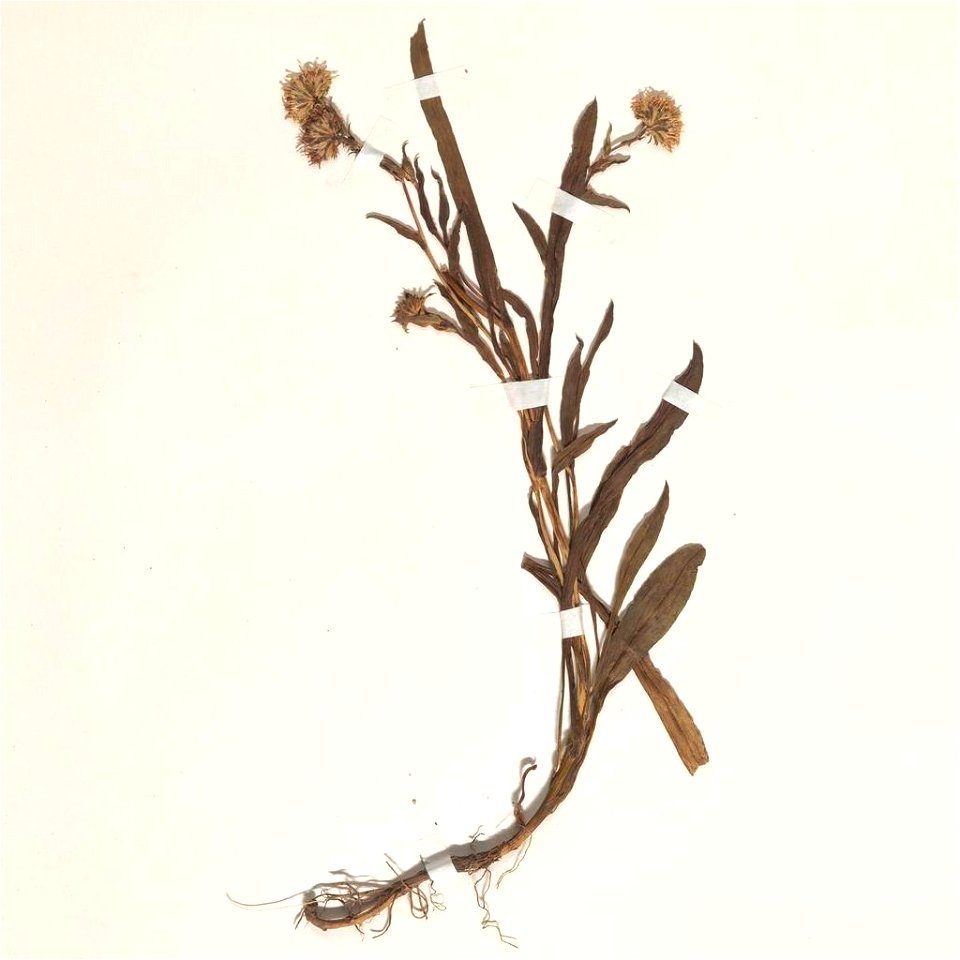 Symphyotrichum peteroanum herbarium specimen (as Aster vahlii var. latifolius). Chile, Prov. Biobio in der Sierra de Polcura, 1 February 1972.