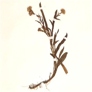 Symphyotrichum peteroanum herbarium specimen (as Aster vahlii var. latifolius). Chile, Prov. Biobio in der Sierra de Polcura, 1 February 1972.