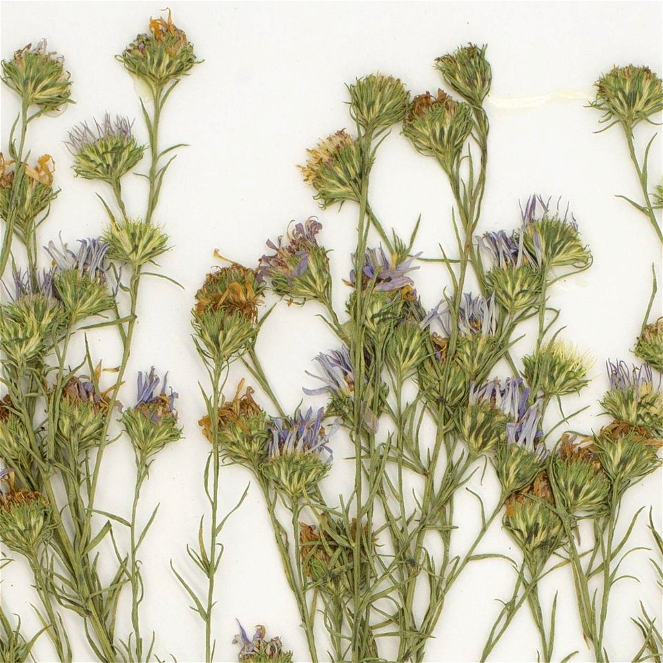 Symphyotrichum priceae specimen inflorescence collected 3 October 1988, Wilson County, Tennessee, US.