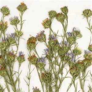 Symphyotrichum priceae specimen inflorescence collected 3 October 1988, Wilson County, Tennessee, US.