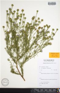 Symphyotrichum priceae specimen collected 3 October 1988, Wilson County, Tennessee, US.