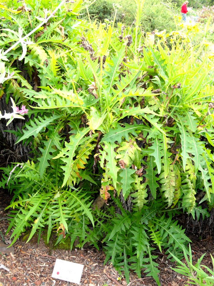 Sonchus canariensis specimen in the University of California Botanical Garden, Berkeley, California, USA.